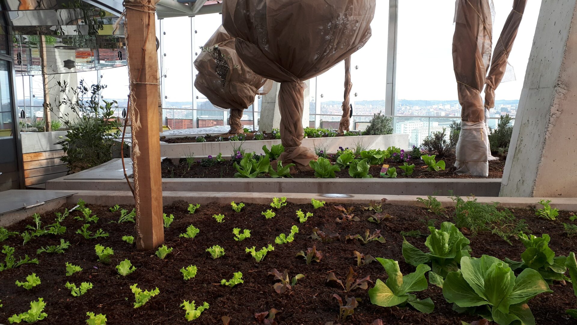 Smart City Rooftop Farming Smart City Rooftop Farming